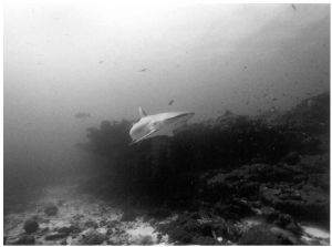 Lemon Shark, Maldives, Sea&Sea SX 1000, 14mm by Phil Lenz 